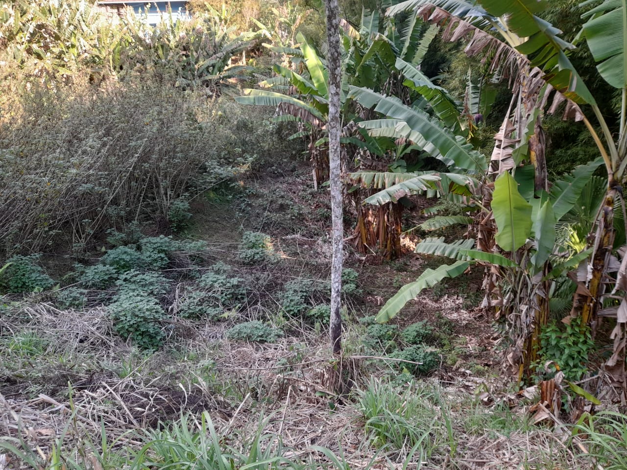 Ótimo Terreno no Centro de São Pedro da Serra. Código: VT05